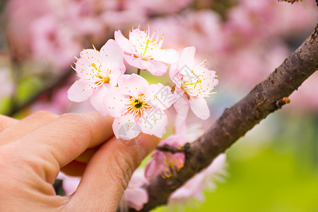 正在折盛开的樱花高清图片