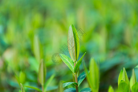 正在发芽的绿色植物背景图片