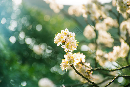 凤梨花正在盛开的白色梨花背景