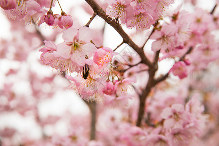 正在盛开的樱花背景图片