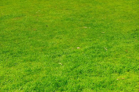 狗背景素材绿色草坪背景