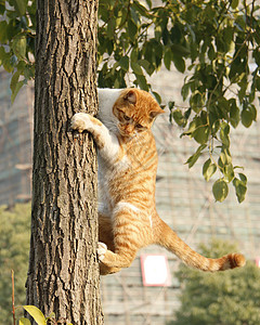 橘猫爬树动物爬树猫高清图片