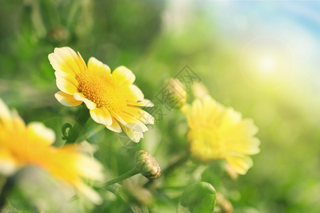 黄色盛开小野花花朵盛开设计图片