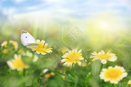 春天花与蜂花朵与蝴蝶设计图片