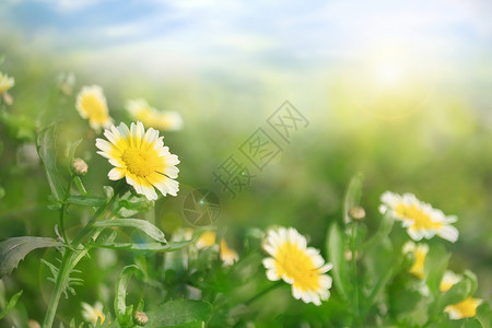 春暖花开绿意盎然高清图片素材