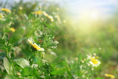 春暖花开花朵高清图片素材