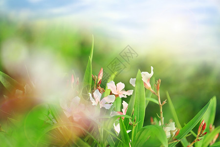 粉色小野花春天花朵背景设计图片
