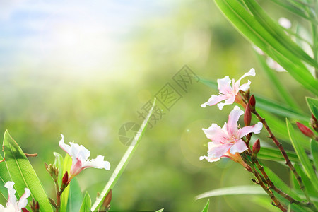 粉色小野花春天花朵盛开设计图片