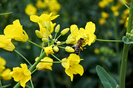 蜜蜂在油菜花上采蜜背景图片