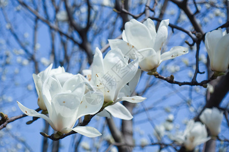 二月玉兰春季盛开的白玉兰花背景