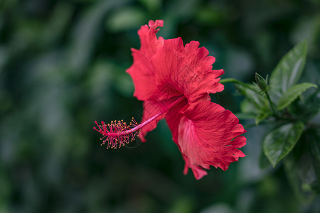 红色朱槿花朱槿背景