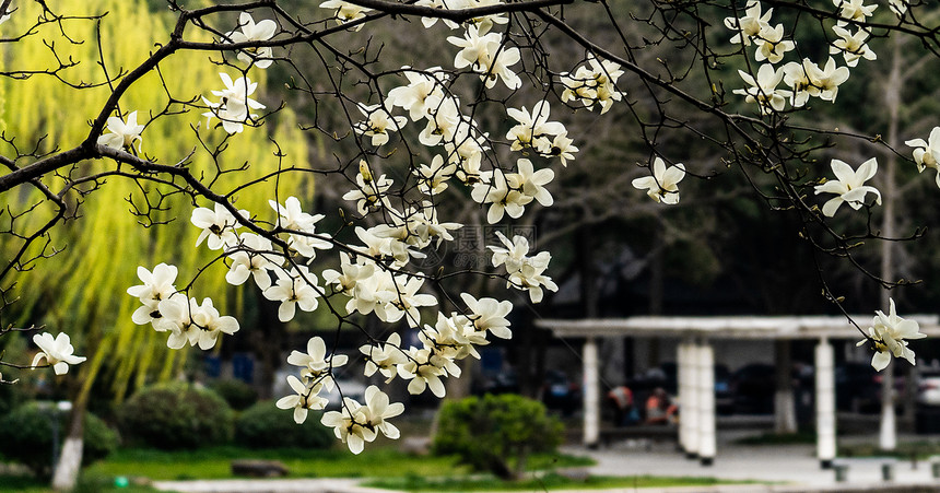 玉兰花图片