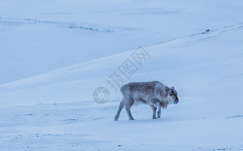 北极驯鹿灰色北极高清图片