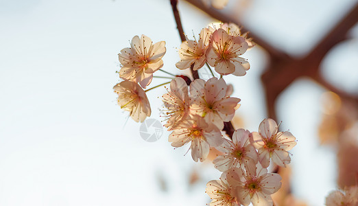 春天樱花背景图片