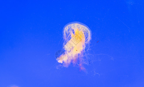 彩色水母水族馆梦幻般的水母背景