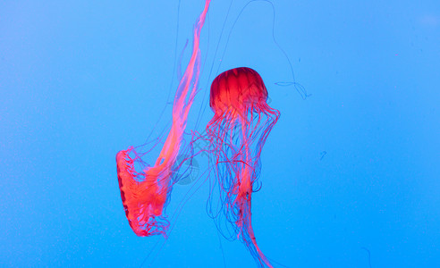 水族馆梦幻般的水母背景图片