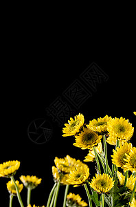 黄色雏菊背景图片