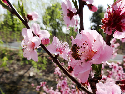 蜜蜂采蜜图片