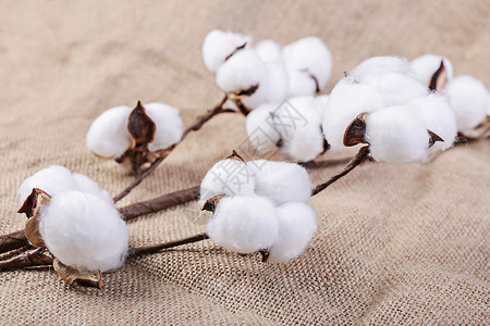 棉花生产棉花背景