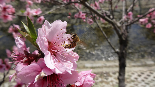 春天花卉桃花蜜蜂图片