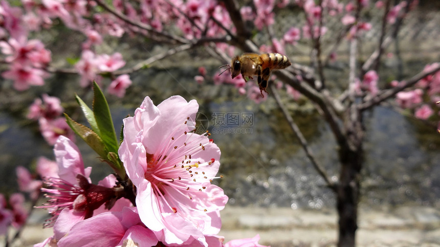 春天花卉桃花蜜蜂图片