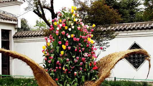 春天花卉郁金香花篮背景图片