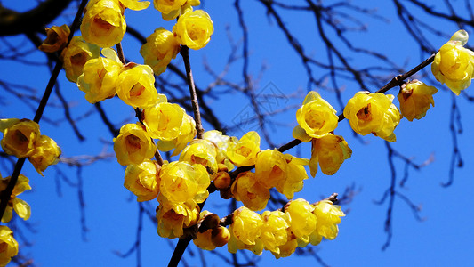 春季活动美春天花卉蓝天腊梅背景