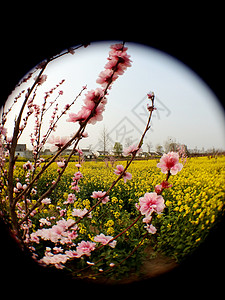 植物花卉圆扇春天花卉桃花油菜花透镜背景