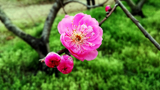 春天花卉桃花图片