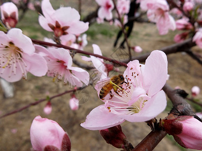 春天花卉桃花盛开的季节图片