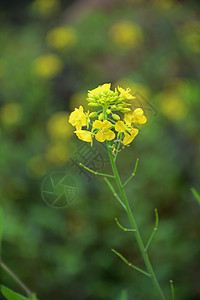 菜籽油油菜花背景