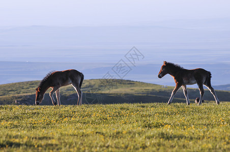 新疆草原山区牲畜马驹高清图片