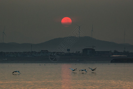 城湖天鹅湖暮色背景