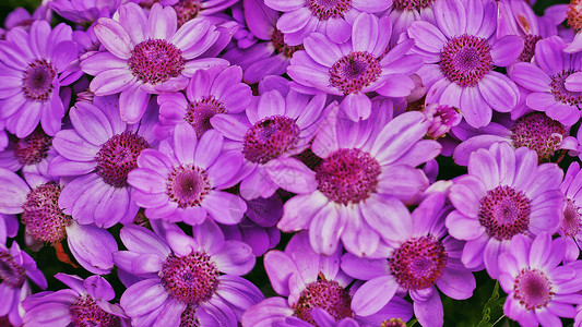 游园赏花粉紫色瓜叶菊背景图背景