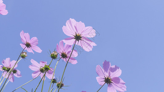 朵格桑花背景