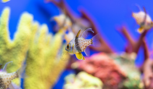 水族馆热带鱼图片