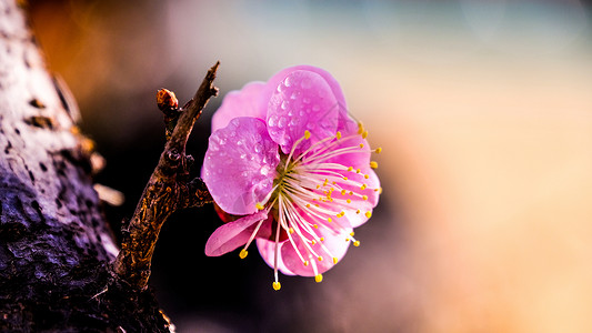 淡淡的粉红色梅花梅花背景