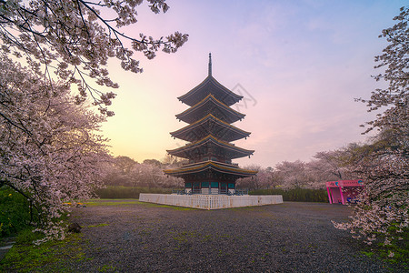 日式建筑五重塔樱花季背景图片