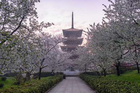 日式建筑五重塔樱花季背景图片