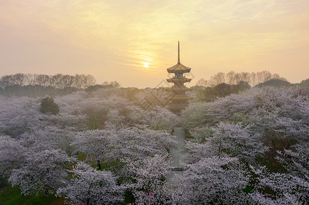 日式建筑五重塔樱花季背景图片