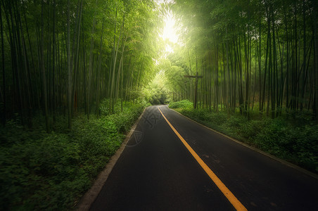 竹林道路南山竹海背景