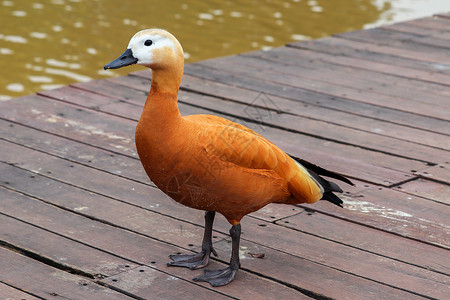 赤麻鸭鹦形目动物高清图片