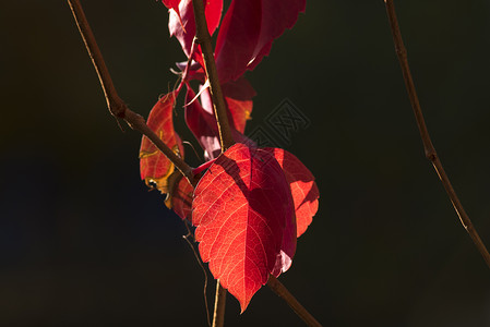 秋色红叶素材设计图片