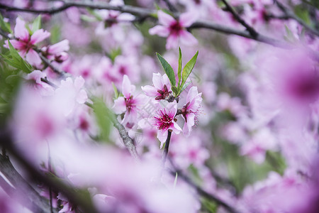 桃花粉红色桃花运高清图片