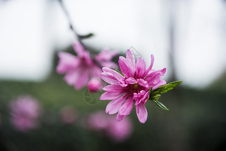 桃花爱情桃花谷高清图片