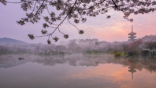 浪漫樱花季日出时分的樱花园风景背景
