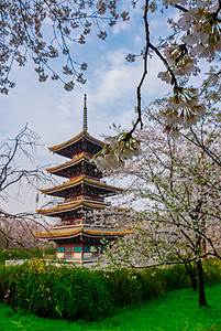 待到樱花烂漫时樱花季的武汉樱园风光美景背景