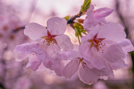 樱花季的粉红樱花背景图片