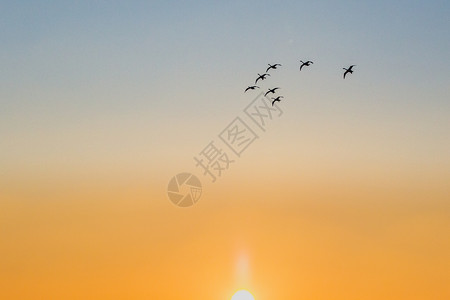 天鹅飞翔清晨飞行的天鹅背景