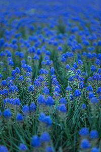 葡萄风信子植物麝香花高清图片